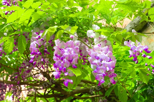 Preview: Pretty Spring Wisteria Hanging Outdoors
