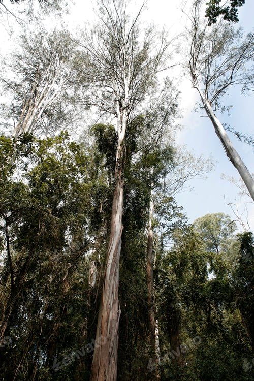 Preview: Eucalyptus Trees For Industrial Use