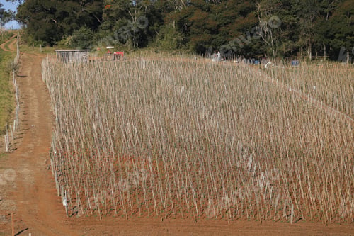 Preview: Plantation Field In Farm On Countryside Of Brazil