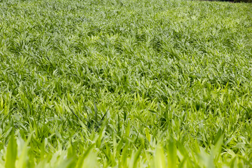 Preview: Field With Young Corn Plantation In Countryside On Brazil