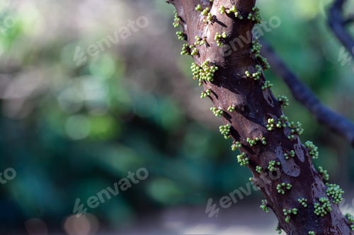Preview: Fruit Exotic. The Fruit Of The Jaboticaba Growing On The Tree Trunk. Jabuticaba Is The Native