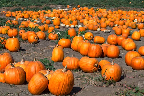 Preview: Pumpkin Patch In Harvest Season In United States
