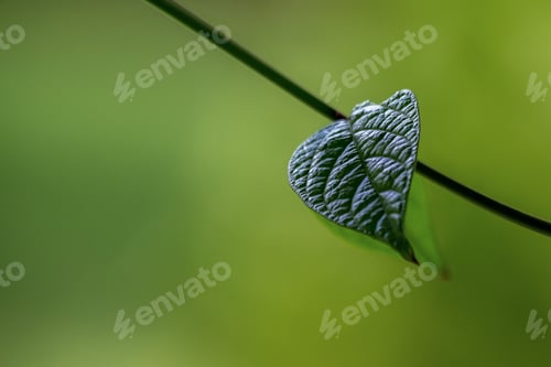 Preview: A Creeper Vine Leaf Swaying In The Wind. A Heart Shaped Leaves Of A Creeper Vine. Selective Focus