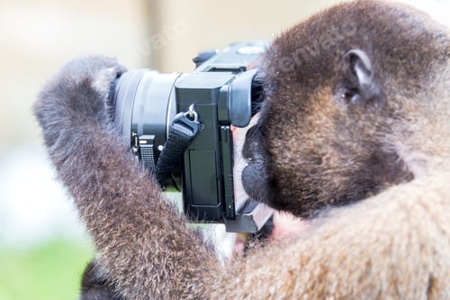 Preview: Woolly Monkey Using A Camera In The Amazon Near Iquitos, Peru