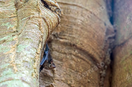 Preview: Small Bat Hanging In A Tree In Madidi National Park In The Amazon Rainforest In Bolivia