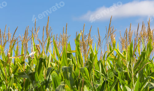 Preview: Close-Up Of Tall Field Of Corn Ripe And Ready To Harvest.