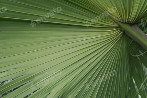 Preview: Palm Tree Leafs For Background