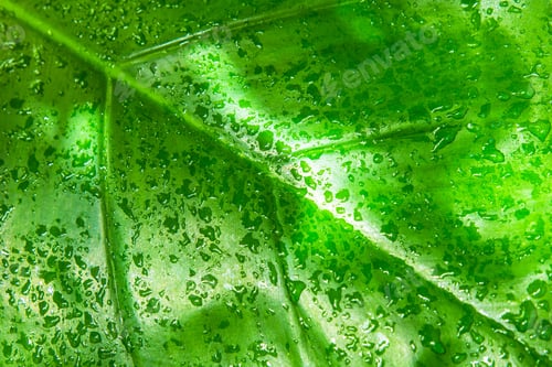 Preview: Large Green Leaf From Jungle Rainforest With Water Drops