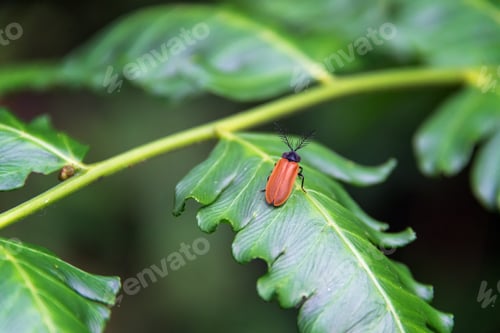 Preview: Small Insect On A Green Leaf In A Cloud Forest Near Mindo, Ecuador