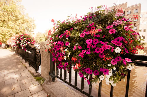 Preview: Beautiful Summer Flowers On Bridge Over Canal In Amsterdam