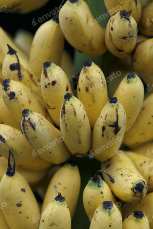 Preview: Bunch Of Banana Gold To Sale In Market