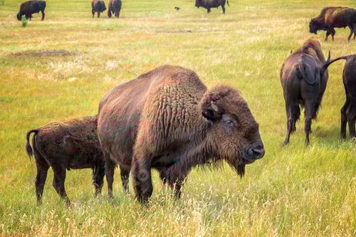 Preview: Herd Of Bison In Custer State Park, South Dakota