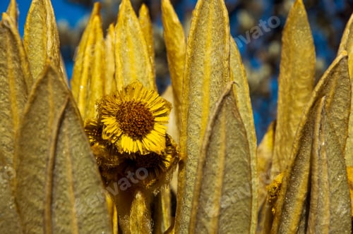 Preview: A Closeup Of A Yellow Espeletia Flower.