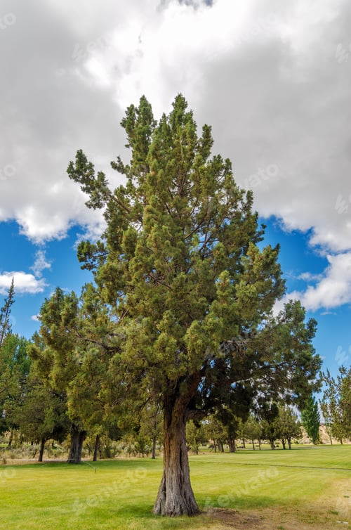 Preview: A Pine Tree In A Grassy Clearing
