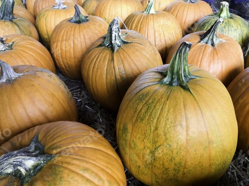 Preview: Halloween And Thanksgiving Pumpkins Autumn Season, Many Bright Orange At The Farmers Market.