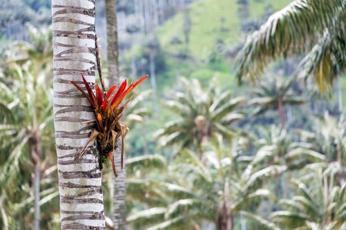 Preview: Bromeliad Plant Growing On The Trunk Of A Wax Palm Near Salento, Colombia