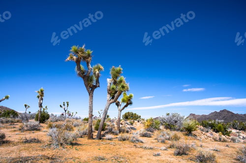 Preview: View Of Beautiful Joshua Tree At Joshua Tree National Park In California