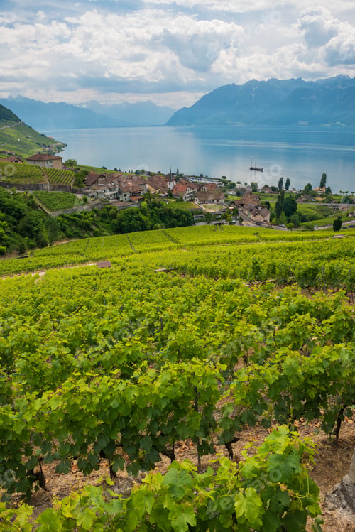 Preview: Vineyards, Riex, Vaud, Switzerland