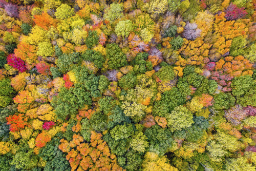 Preview: Top Aerial View Of Colorful Maple Forest Trees, Autumn Season. Michigan State, United States