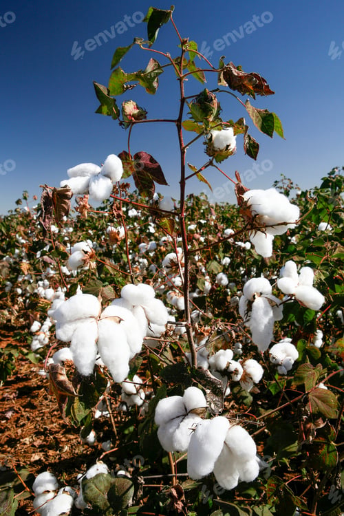 Preview: Cotton Fields Ready To Be Harvested In Contrast To Blue Sky In The State Of Mato Grosso Do Sul