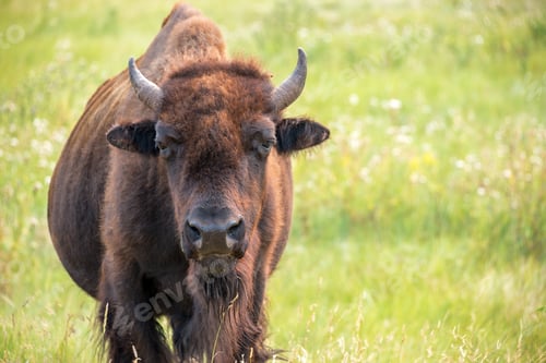 Preview: Closeup Of A Buffalo In Custer State Park In The Black Hills Of South Dakota