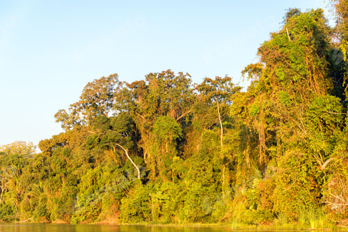 Preview: Foliage Of The Amazon Rainforest Bathed In Golden Light At Sunset In Madidi National Park In Bolivia