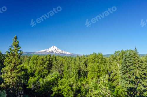 Preview: Mt. Hood National Forest With The Mountain Seen In The Background