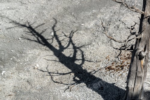 Preview: Dead Tree Casting A Shadow In Mammoth Hot Springs In Yellowstone National Park