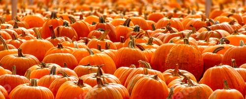 Preview: Rows Of Halloween Pumpkins Selectively Focused.