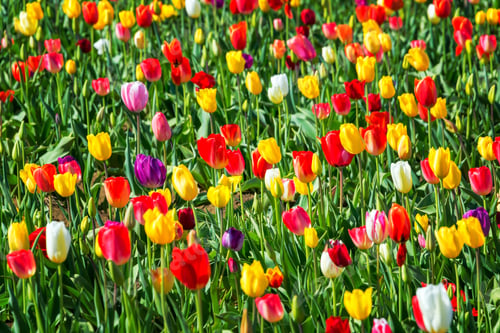 Preview: Bright And Colorful Tulips In Woodburn, Oregon