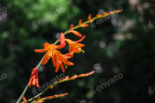 Preview: Orange Lily Flowers