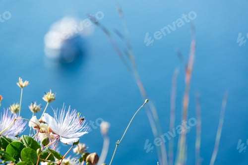 Preview: Beautiful Flowers With The Ionian Sea Out Of Focus In The Background