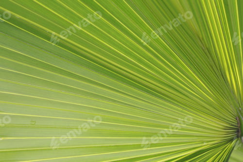 Preview: Palm Tree Leafs For Background