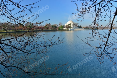 Preview: Cherry Blossoms Around The Tidal Basin With Jefferson Memorial, Washington Dc, United States