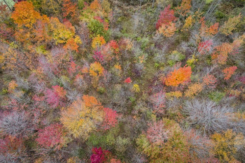 Preview: Top Aerial View Of Colorful Forest Treetops, Autumn Season. Michigan State, United States
