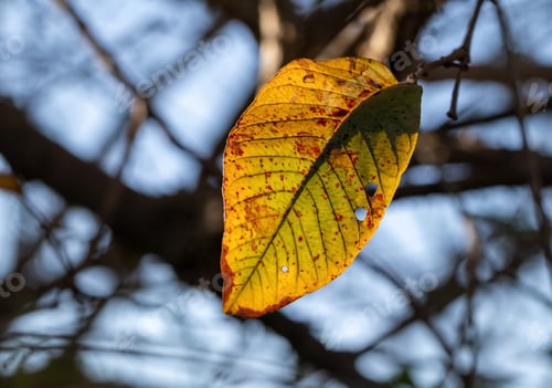 Preview: A Leaf Of A Guava Tree Reflecting The Rays Of The Sunset. Gorgeous Nature. Minimalism.