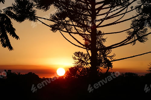 Preview: Sunset On The Forest In Brazil