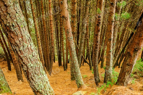 Preview: Dense Pine Tree Forest With Ground Covered In Dry Pine Needles