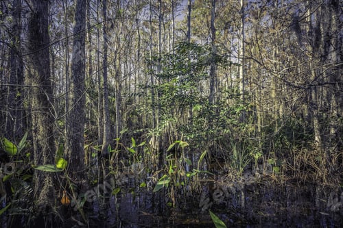 Preview: Florida Tropical Forest Swamp