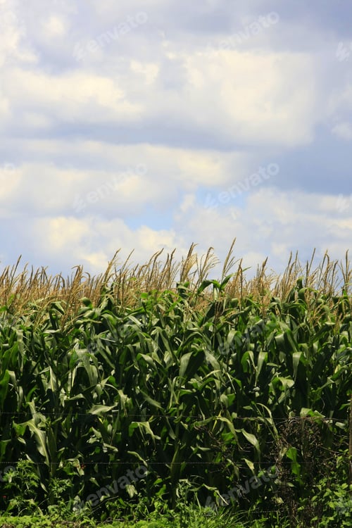 Preview: Corn Plantation For Industrial Use