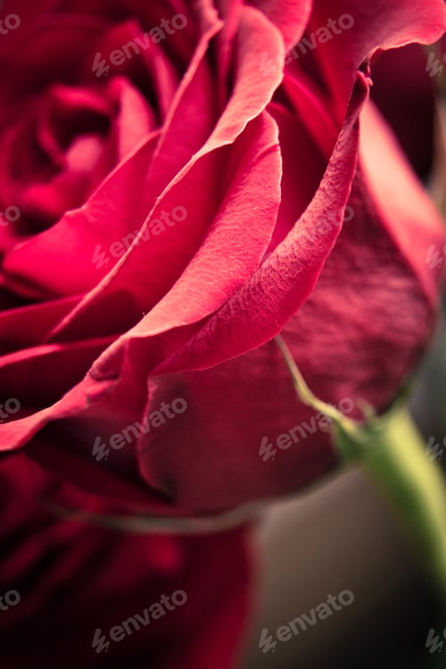 Preview: Extreme Closeup Of Red Rose With Dark Dramatic Light And Tones