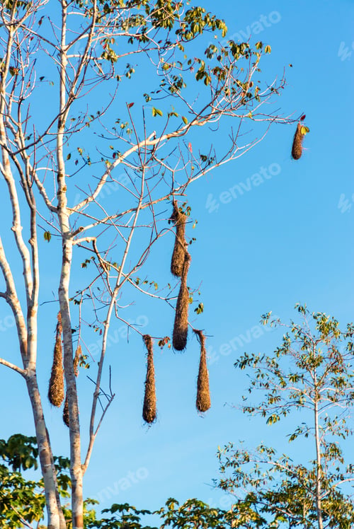 Preview: Oropendola Bird Nests Hanging In A Tree In The Amazon Rain Forest In Brazil