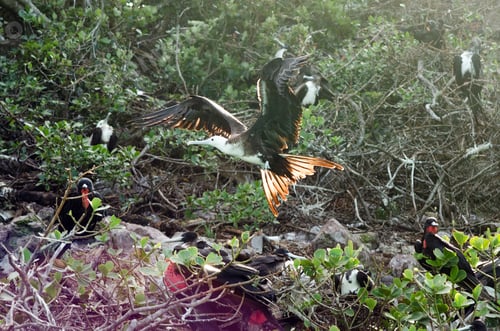 Preview: Frigatebird Taking Of Near San Andres Y Providencia, Colombia
