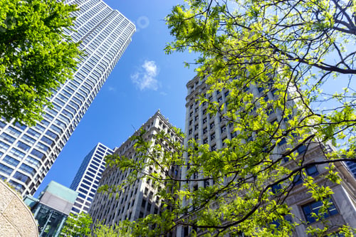 Preview: Trees And Skyscrapers On A Beautiful Day In Downtown Chicago