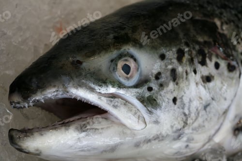 Preview: Fish On Sale At An Open Market