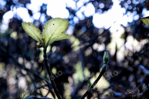 Preview: A Flower In The Garden Of A Public Park. A Green Flower Viewed From Below. Stunning Nature.
