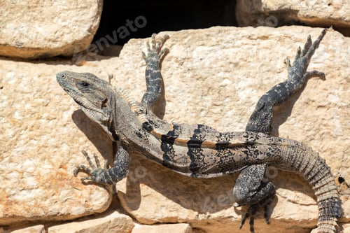 Preview: Black Spiny Tailed Iguana On The Ruins Of Chichen Itza In Mexico