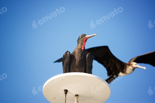 Preview: Frigatebird Sitting On The Top Of A Ship In The Galapagos Islands