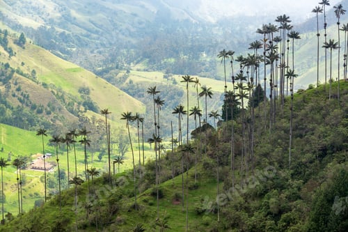Preview: Wax Palm Trees In Cocora Valley Near Salento, Colombia