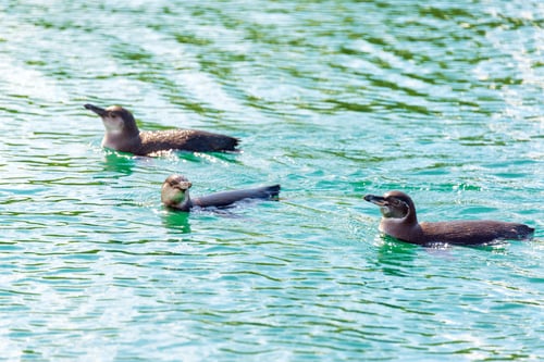 Preview: Three Galapagos Penguins Swimming In The Water Near Isabela Island In The Galapagos Islands In